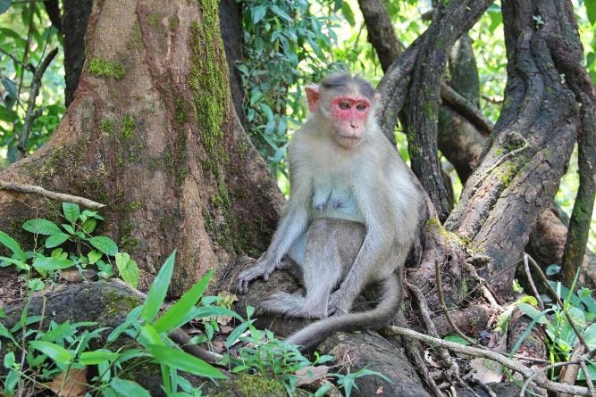 Bhagwan Mahavir Wildlife Sanctuary_1_SS